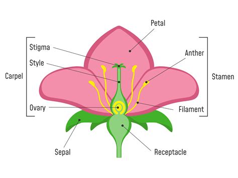 plants and flowers its science Doc