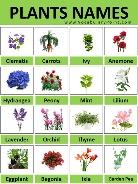 plants and their names concise PDF