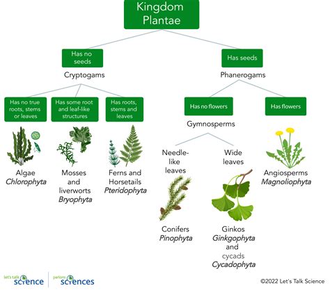 plants can be divided into two groups