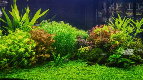 plants for fish tank live