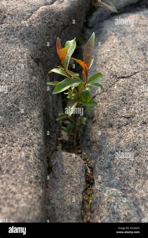 plants that grow in rock crevices are called