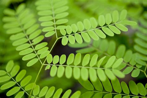 plants with leafy fronds