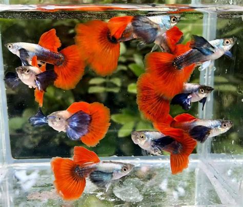 platinum red guppy