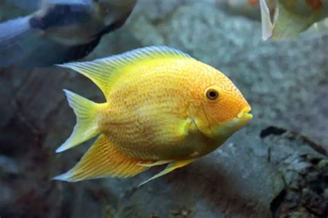 platy with gold severum