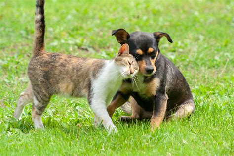 playing cat and dog