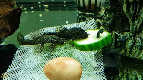 pleco food