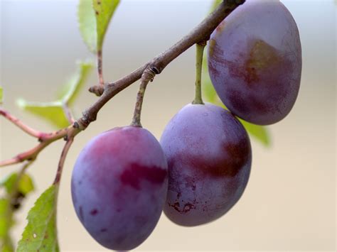 plums