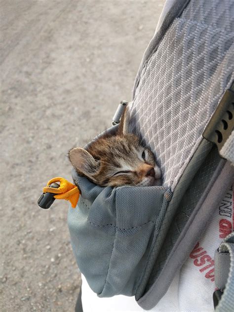 pocket cat