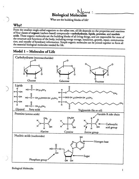 pogil activities for high school biology biological molecules answer key Ebook Epub