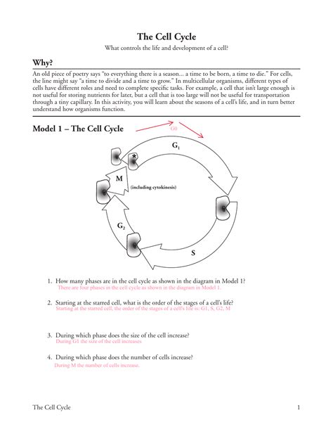 pogil the cell cycle answer Reader