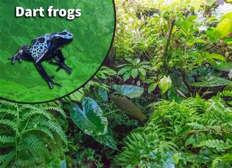 poison dart frog habitat