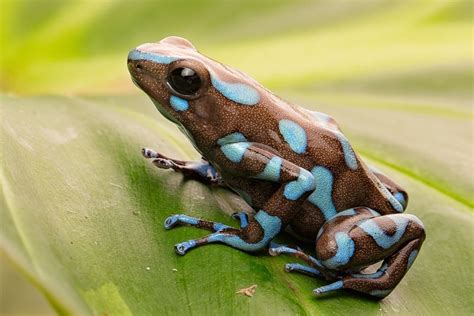 poison dart frogs success with an amphibian pet Kindle Editon