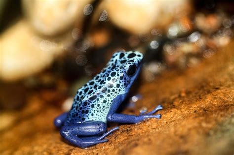poison dart frogs up close Reader