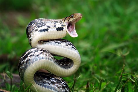 poison serpent