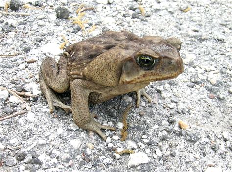 poisonous toads in florida