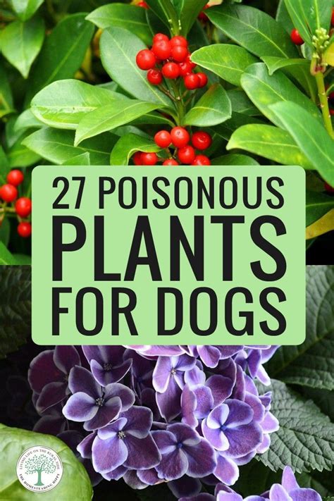 poisonous-plants-for-dogs Ebook Epub