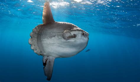 poisson lune