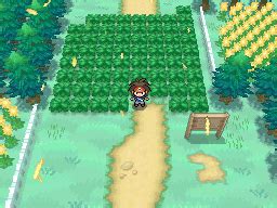 pokemon white route 1