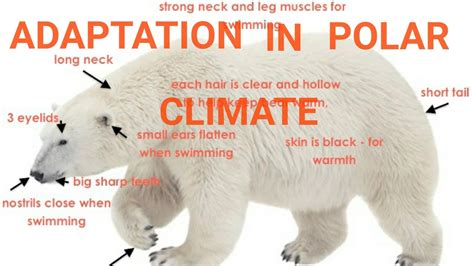 polar animal adaptations amazing animal adaptations Reader