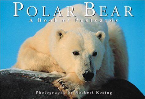 polar bear a book of postcards firefly postcard book Epub