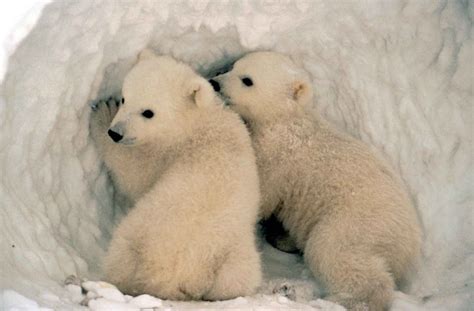 polar bear and cub