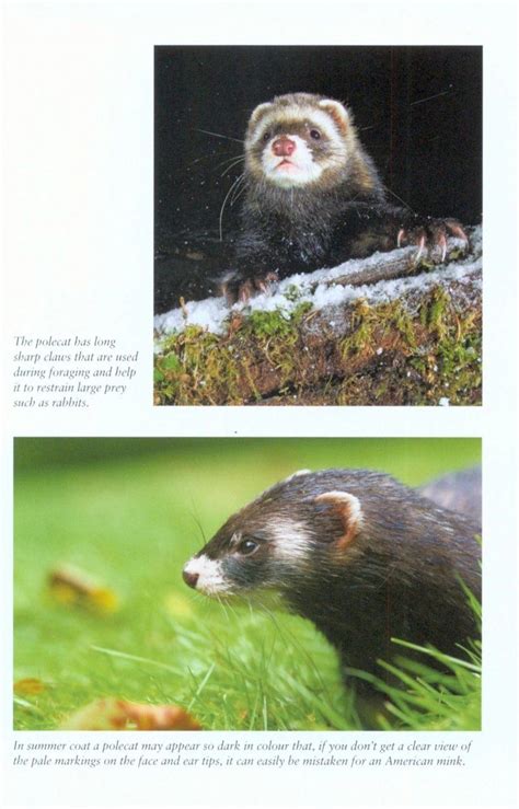 polecats british natural history collection PDF