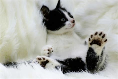 polydactyl kittens