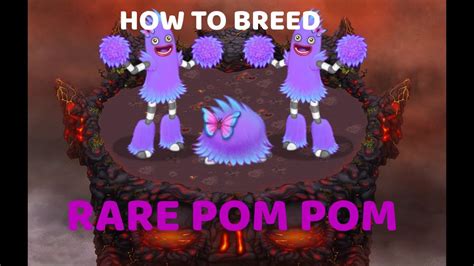 pom pom breeding