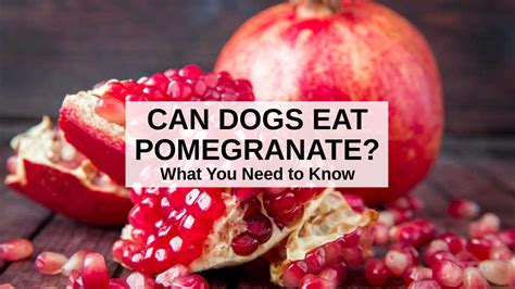 pomegranate for dogs