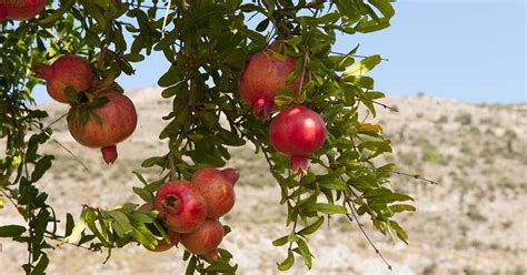 pomegranates benefit from additional fertilizer to set fruit.