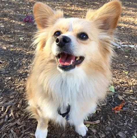 pomeranian and corgi mix