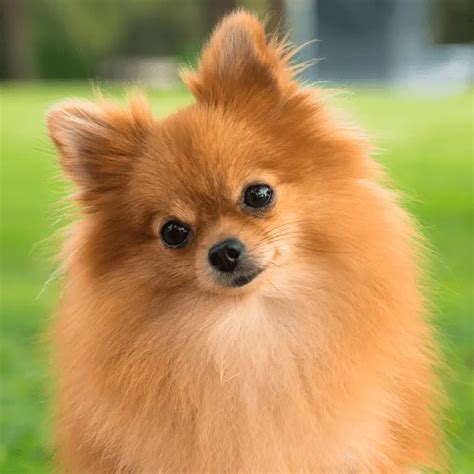 pomeranian origin