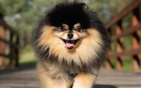 pomeranian precio