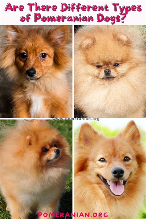 pomeranian types