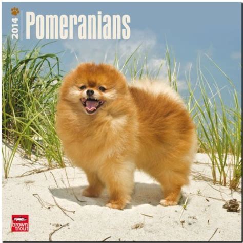 pomeranians 2015 square 12x12 multilingual edition PDF