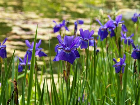 pond flowers