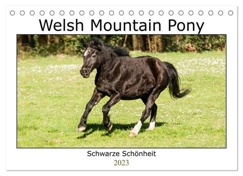 pony springreiten tischkalender 2016 quer Reader