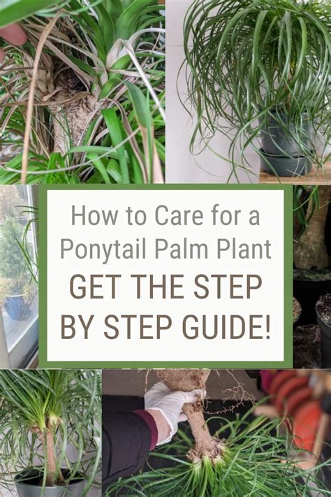 ponytail palm fertilizer