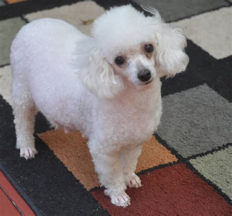 poodle adoptions near me