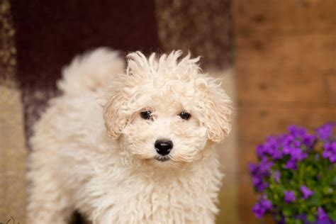 poodle poodle puppies