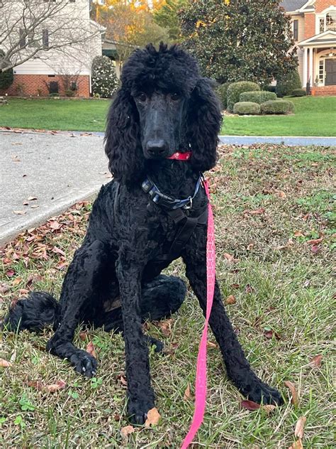 poodle rescue nc