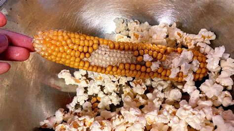 popcorn on the cob