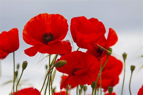 poppy flower meaning