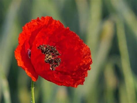 poppy symbolism