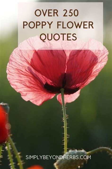 populer quotes from poppy