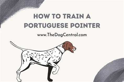 portuguese pointer training guide book Doc