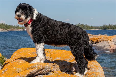 portuguese water dog size