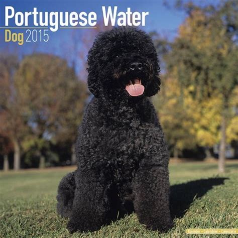portuguese water dogs 2015 square 12x12 multilingual edition Doc