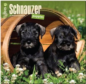 portuguese water dogs 2015 square 12x12 multilingual edition Doc