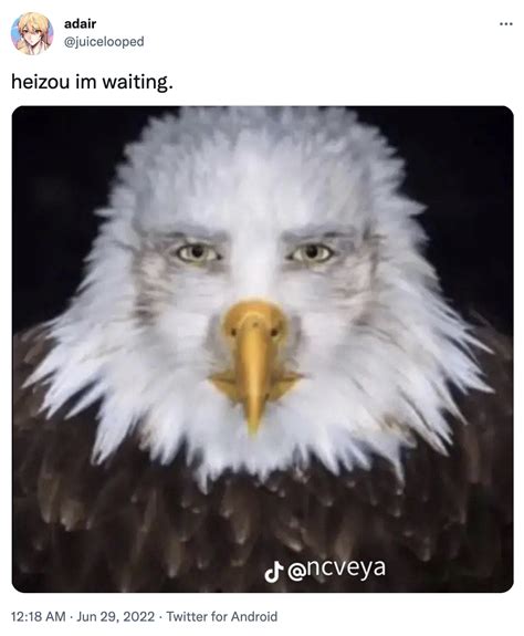 post an animal eagle meme